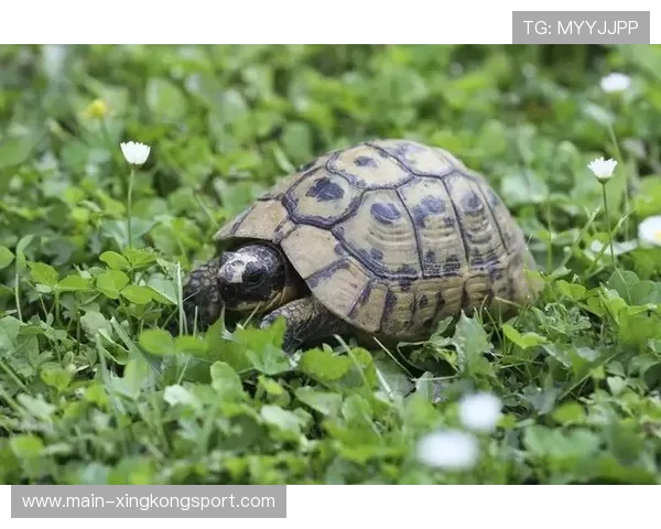 世界游泳挑战赛惊现“水中神兽”，网友看呆